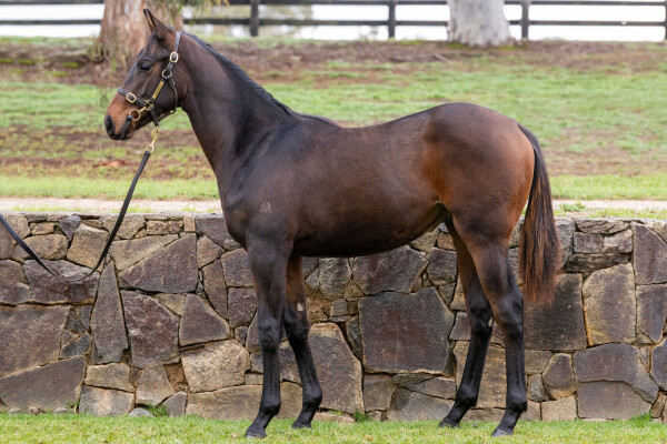 Lot 401: Native Trail (GB) / Exploding Star