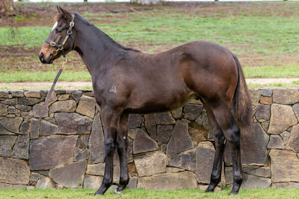 Lot 205: Brave Smash (JPN) / Spinning