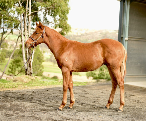 Lot 33: Paulele / Joplin