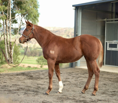 Lot 144: Toronado (IRE) / Queen of the Sea