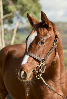 Lot 144: Toronado (IRE) / Queen of the Sea