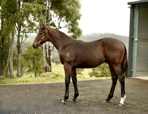 Lot 163: Alabama Express / Rossa Mia