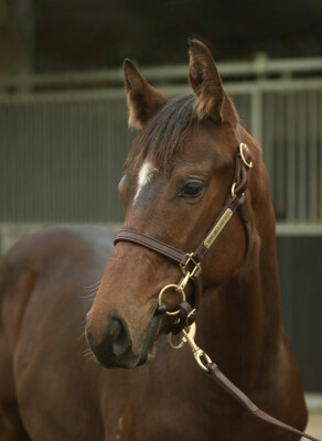 Lot 163: Alabama Express / Rossa Mia