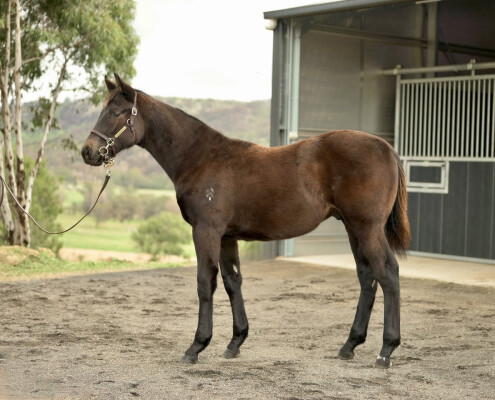 Lot 228: Ghaiyyath (IRE) / Taqdees