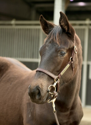 Lot 228: Ghaiyyath (IRE) / Taqdees