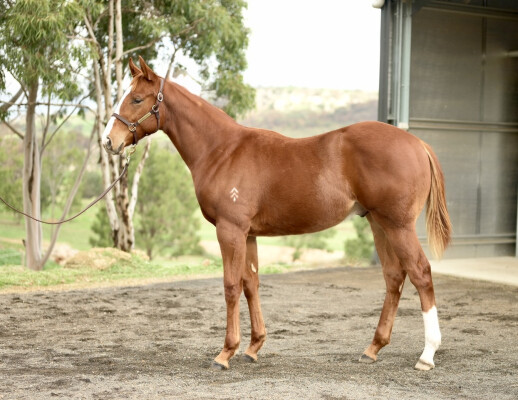 Lot 356: In the Congo / Charmed Princess