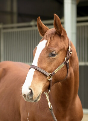 Lot 356: In the Congo / Charmed Princess