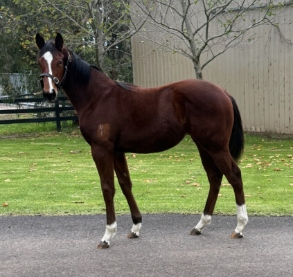 Lot 359: Shalaa (IRE) / Chief Wigham