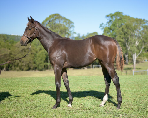 Lot 434: King's Gambit / Missed the Alarm (NZ)
