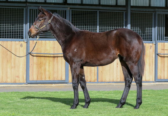 Lot 36: Toronado (IRE) / Just a Blur