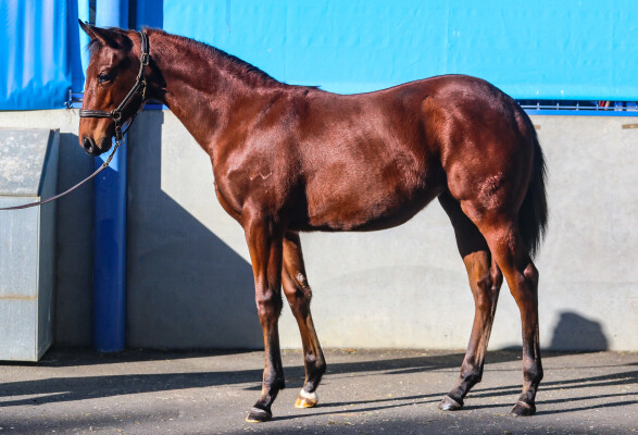 Lot 5: Shinzo / Hell's Fury