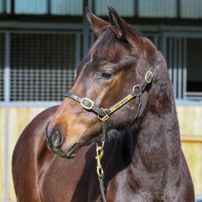 Lot 36: Toronado (IRE) / Just a Blur