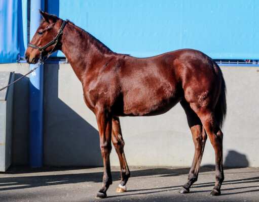 Lot 5: Shinzo / Hell's Fury