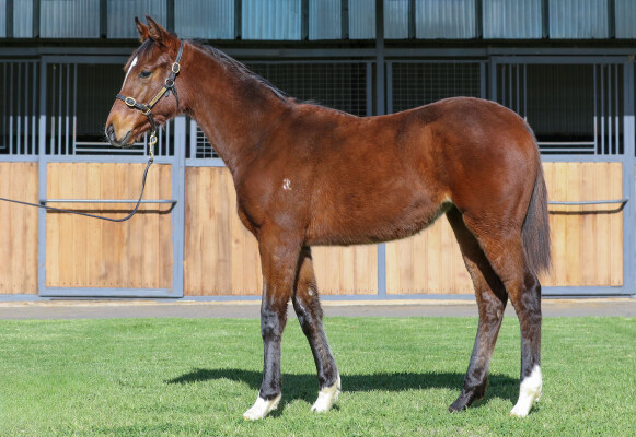 Lot 68: Lofty Strike / Lope de Field