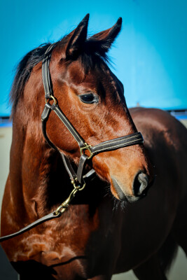 Lot 5: Shinzo / Hell's Fury