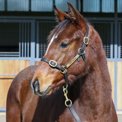 Lot 68: Lofty Strike / Lope de Field