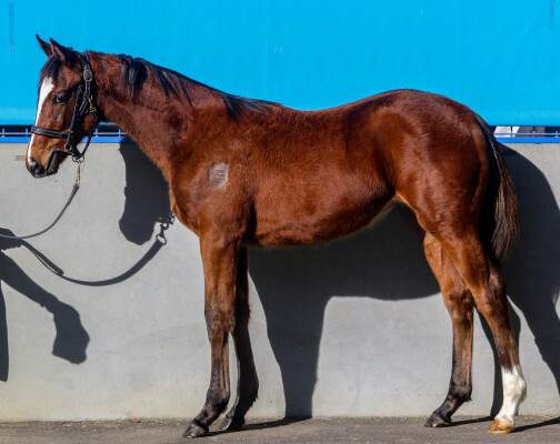 Lot 16: Diatonic (JPN) / Iconically