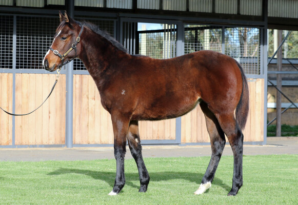 Lot 98: Toronado (IRE) / Moderate