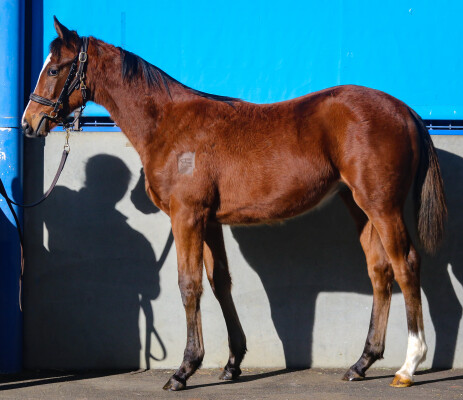 Lot 16: Diatonic (JPN) / Iconically