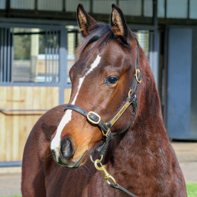 Lot 98: Toronado (IRE) / Moderate