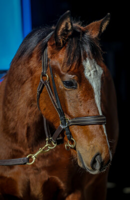 Lot 16: Diatonic (JPN) / Iconically