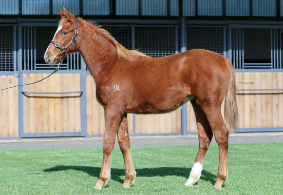 Lot 181: Bivouac / Silent Monarch (IRE)