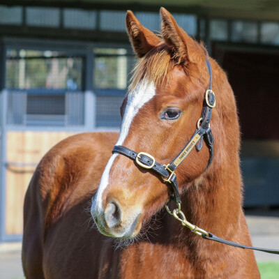 Lot 181: Bivouac / Silent Monarch (IRE)