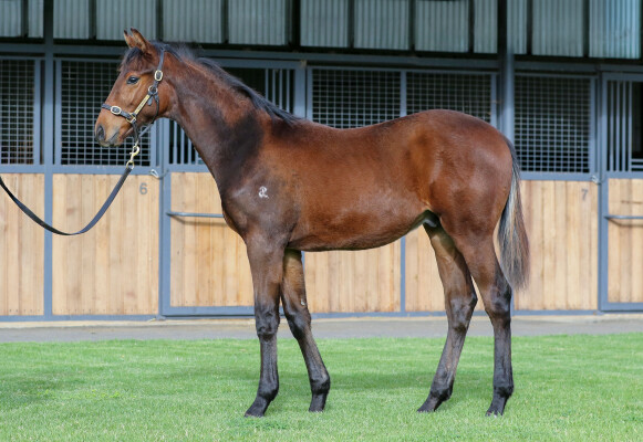 Lot 257: Savabeel / Vihari