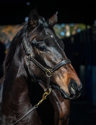 Lot 50: Dirty Work / Lady I Am