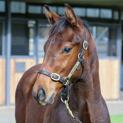 Lot 257: Savabeel / Vihari