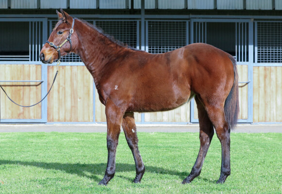 Lot 311: Street Boss (USA) / Appealing