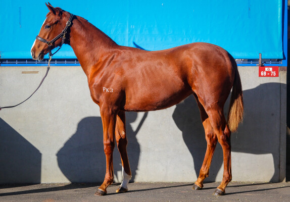 Lot 28: Supido / Jagar