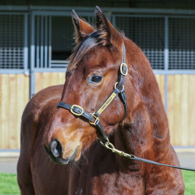Lot 311: Street Boss (USA) / Appealing