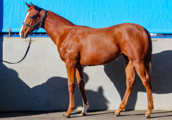 Lot 28: Supido / Jagar