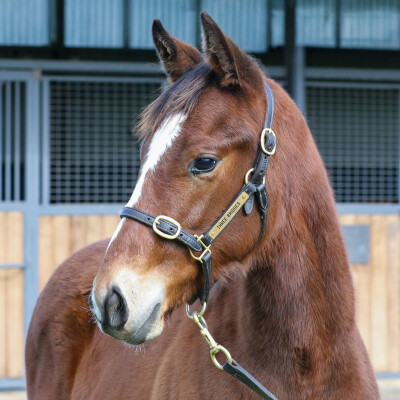 Lot 316: Victor Ludorum (GB) / Aspen