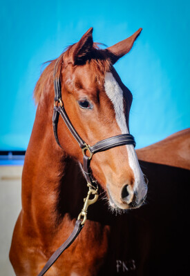 Lot 28: Supido / Jagar