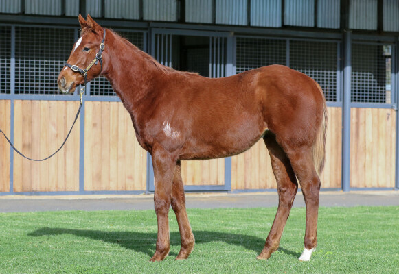 Lot 380: Toronado (IRE) / Diablotine (IRE)