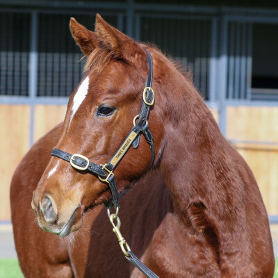 Lot 380: Toronado (IRE) / Diablotine (IRE)