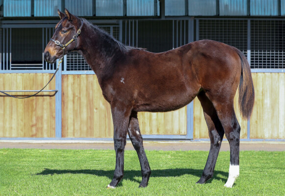 Lot 406: Anamoe / Femme Fireball
