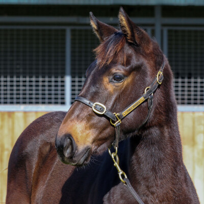 Lot 406: Anamoe / Femme Fireball