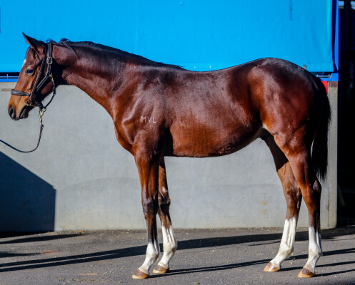 Lot 127: Castelvecchio / Oriental Dance (JPN)