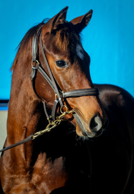 Lot 127: Castelvecchio / Oriental Dance (JPN)
