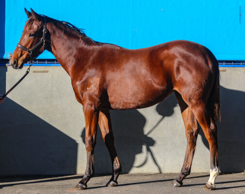 Lot 134: Benbatl (GB) / Prairie Star (NZ)