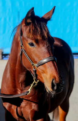 Lot 134: Benbatl (GB) / Prairie Star (NZ)