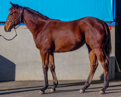 Lot 139: Time to Reign / Pump it Up