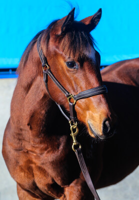 Lot 139: Time to Reign / Pump it Up
