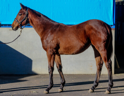 Lot 177: Doubtland / Shippo (NZ)