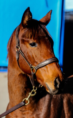 Lot 177: Doubtland / Shippo (NZ)