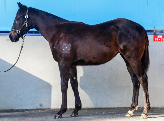 Lot 236: Cylinder / Tickets to Kiss