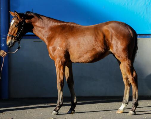 Lot 245: Hitotsu / Trackalong